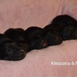 Girl 5 - Sable female German Shepherd puppy in Mariana, Florida from Haus M Godwin