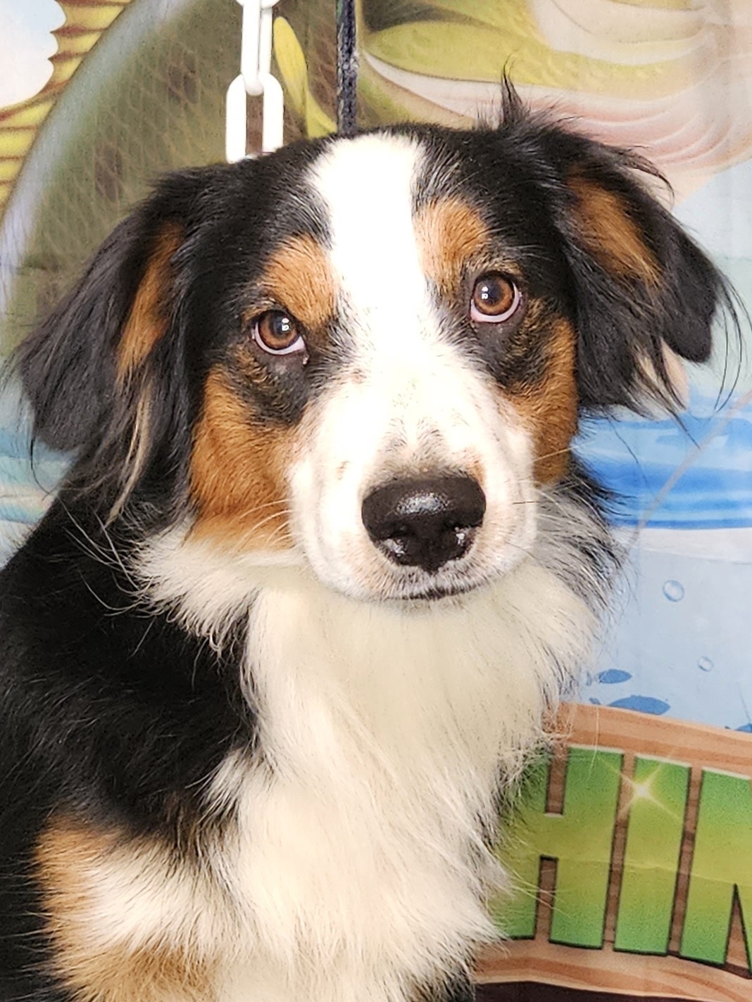 "Prince"BTM - Black Miniature Australian Shepherd puppy in Smiths Station, Alabama from Double T Mini Aussies