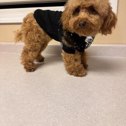 Prada - Poodle