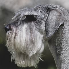 Malina - Standard Schnauzer
