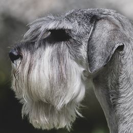Malina - Standard Schnauzer