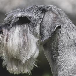 Malina - Standard Schnauzer