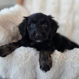 Apple - Black phantom male Aussiedoodle puppy in North Royalton, Ohio from Johnson's Doodles