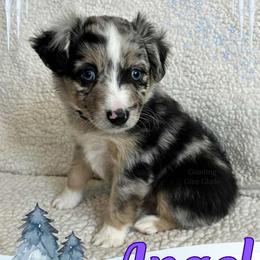 Angel - Blue merle female Miniature Australian Shepherd puppy in Millington, Tennessee from Goading Glee Glade