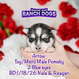 Arrow - Wolf sable male Pomsky puppy in Humeston, Iowa from M.A.R. Dogs