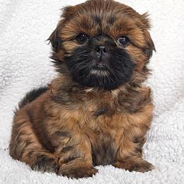 JILL - Red female Shih Tzu puppy in Las Vegas, Nevada from Beirin Breige Shih Tzus