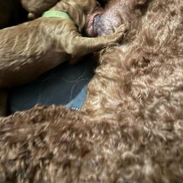 Boy 1 - Apricot male Poodle puppy in Milan, Tennessee from Twin Oak Goldendoodles
