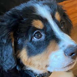 Bernedoodles from Just 2 Berners