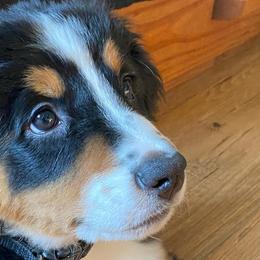 Bernedoodles from Just 2 Berners