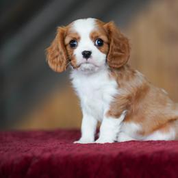 Oscar - Blenheim male Cavalier King Charles Spaniel puppy in Sugarcreek, Ohio from Chocolate Cavalier