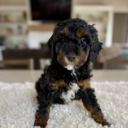 Girl 1 - Tri-color female Cavapoo puppy in Indiahoma, Oklahoma from Farm Fresh Doodles