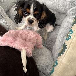 Cavalier King Charles Spaniels from Shooting Star Cavaliers