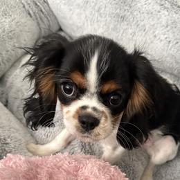 Cavalier King Charles Spaniels from Shooting Star Cavaliers
