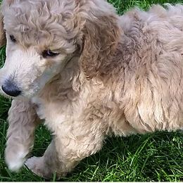 Poodle and Whoodle Puppies from Twin Pines