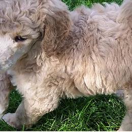 Poodle and Whoodle Puppies from Twin Pines