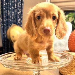 Butterscotch - Red male Dachshund puppy in Summertown, Tennessee from The Dapper Dachshund