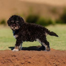 Sammie - Brown male Lagotto Romagnolo puppy in Seymour, Missouri from Terra Incognita