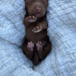 Azalea - Red  female Goldendoodle puppy in Bakersfield, California from CorduroyDoodles