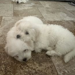 Cotons de Tulear from Beethoven’s Cotons