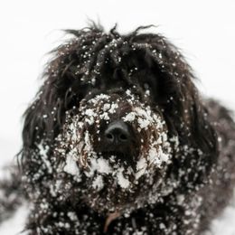 Jazzi - Goldendoodle