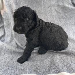 Paloma - Black female Bordoodle puppy in Indianapolis, Indiana from Indiana Bordoodles