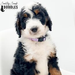 Elana - Tri-color female Bernedoodle puppy in Tipton, Indiana from Country Creek Doodles