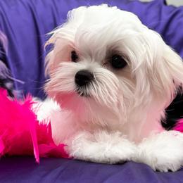 Bella Dolce Maltese Puppies Phoenix Arizona - White female Maltese puppy in Phoenix, Arizona from Bella Dolce Maltese