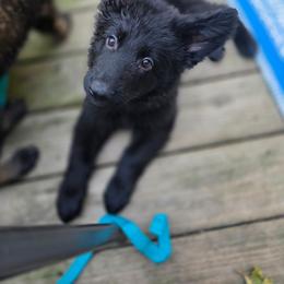 Pink collar - Black female German Shepherd puppy in Oscoda, Michigan from Sstar