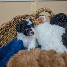 Pepper - White female Poodle puppy in Sonora, Kentucky from Little Land of Puppies