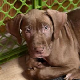 Poppy - Chocolate female Great Dane puppy in Cottage Grove, Oregon from Divine Rottweilers