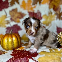 Red Merle girl - Red merle Miniature Australian Shepherd puppy in Buchanan, Georgia from Stanleyville Farm Mini Aussies