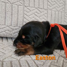 Easton - Black and rust male Doberman Pinscher puppy in Blanchester, Ohio from Battle Creek Dobermans