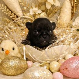 Silver Lady - Silver female Pug puppy in Tulsa, Oklahoma from Locust Creek Pugs