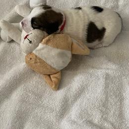 Golden Retriever and Jack Russell Terrier Puppies from Shelby Burleson's Golden Retrievers and Jack Russell Terriers