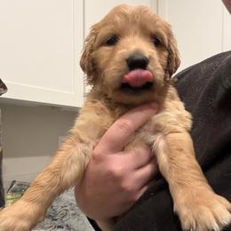 Boy 2 - Dark golden male Golden Retriever puppy in Murrieta, California from The Golden Leash Kennels