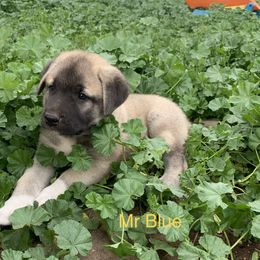 Mr Blue - Anatolian Shepherd Dog puppy in Michigan from T&S Anatolians