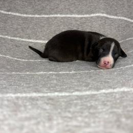 Moose - White and black male Italian Greyhound puppy in Haywood, Kentucky from Kentucky Greyhounds