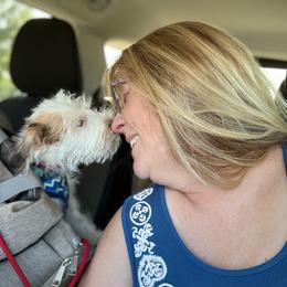 Patches - Parti male Miniature Schnauzer puppy in Glenn Heights, Texas from Marvelous Mannered K9s of Texas