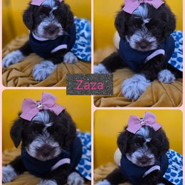 Zaza - Chocolate female Goldendoodle puppy in Decatur, Tennessee from Diamond's Doodles