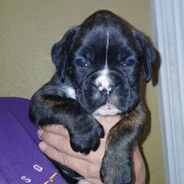 Whitney - Brindle female Boxer puppy in Cannon Falls, Minnesota from Pattys Boxers and Bulldogs