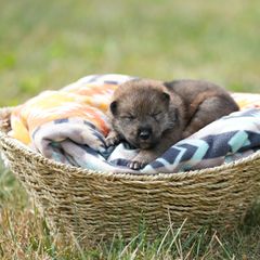 Boy 3 - Sesame Shikoku puppy in Pennsylvania from Aoiyama Sou Shikoku Kennel