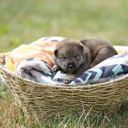 Boy 3 - Sesame Shikoku puppy in Pennsylvania from Aoiyama Sou Shikoku Kennel
