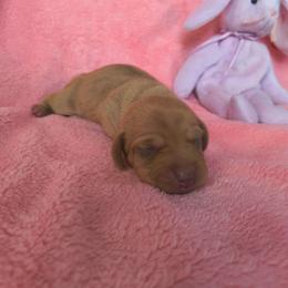 Rocky - Red male Dachshund puppy in Opelika, Alabama from Dachshund Darlins