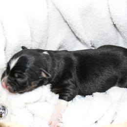Miniature Australian Shepherd Puppies from Yarborough Kennels