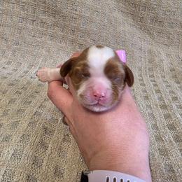 Girl 1 - Blenheim female Cavalier King Charles Spaniel puppy in Bonney Lake, Washington from House of Happy Cavaliers