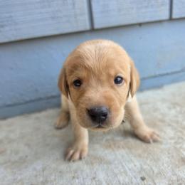 Pink Girl - Yellow female Labrador Retriever puppy in Elk Grove, California from Labrador Trails
