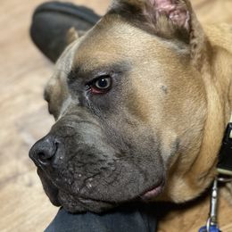 Nala - Cane Corso