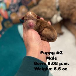 Boy 3 - Red male Cavapoo puppy in Herriman, Utah from Gypsi Doodles & Poodles LLC.