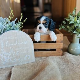 Girl 2 - female Cavalier King Charles Spaniel puppy in Michigan from Phoenix Farm