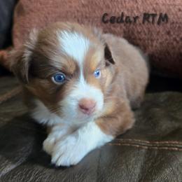 Cedar - Red tri male Miniature Australian Shepherd puppy in Paris, Texas from Blue Envy Mini Aussies